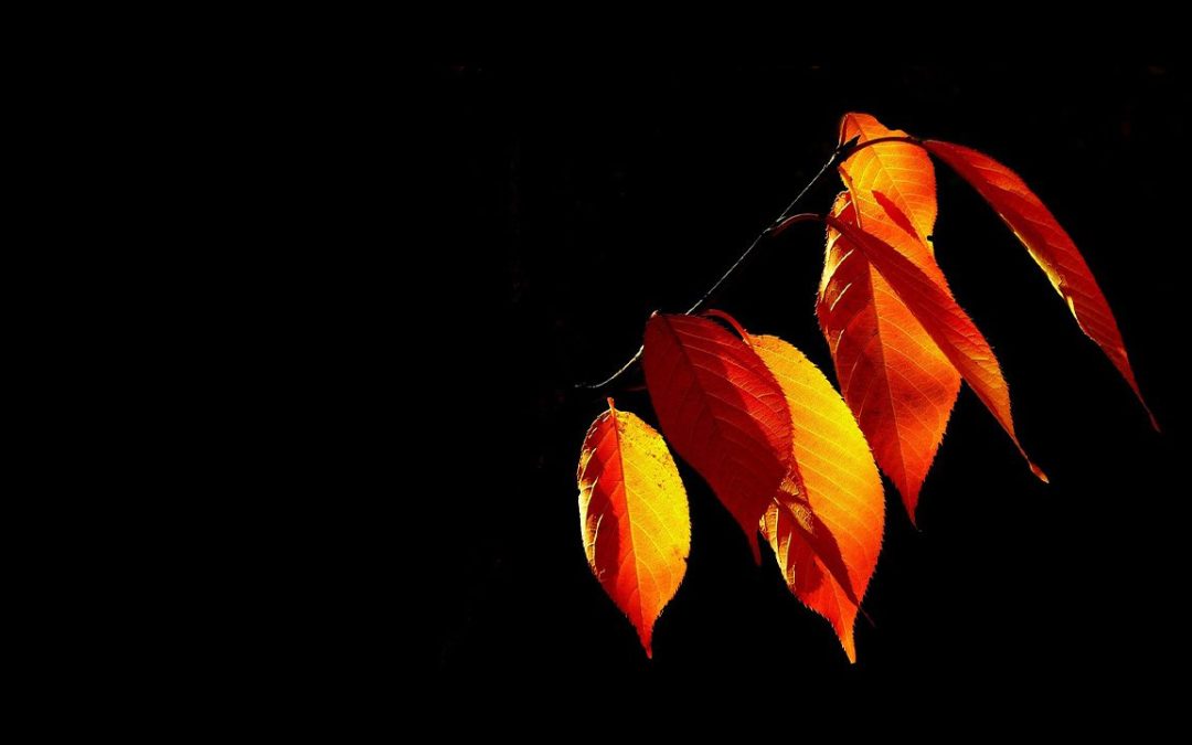 Blog 3 The Carousel Within The Wheel – Experiencing The Fall Feasts